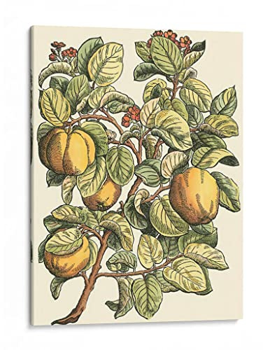 Canvas Lab | Quince Tree Branch by Duhamel du Monceau | 12 x 16 in | Canvas Print Wall Art | Botanical, Floral, Nature, Food | Wall Decor for Bedroom, Living Room or Office