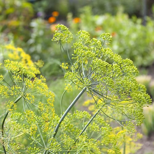 Semi di aneto - giardino aromatiche raro prodotti sostenibili resistenti semi di aromatiche selvatiche resistenti per giardini rocciosi 900pcs