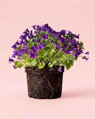 PUR PLANT Campanula Porto Violeta Pet Friendly | Campánula con Flor Violeta | Planta Natural de Interior y Exterior | Maceta Ø11 cm