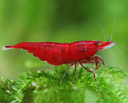 Garnelen Einsteigergarnelen Neocaridina davidi - lebend Zwerggarnelen für das Aquarium - 5er Pack, Farbe dunkel rot