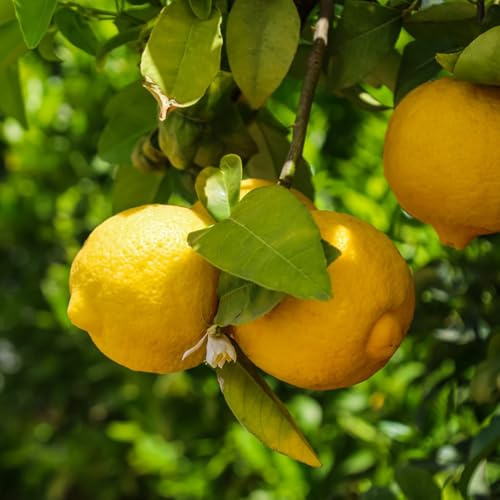 semillas de limonero fresca, columnares de limonero, resistentes al invierno para balcones, 125pcs