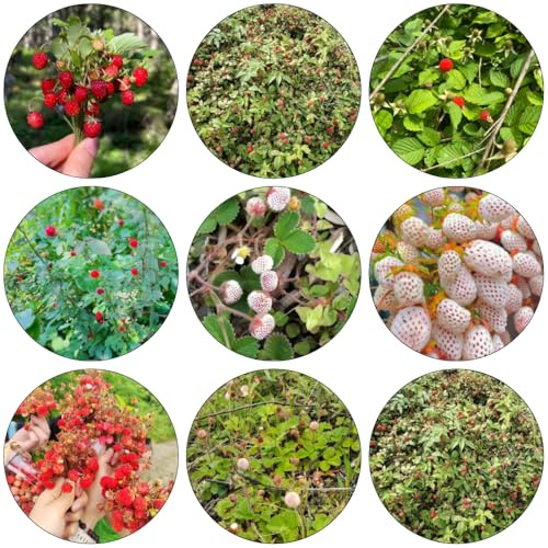 fresa silvestre silvestres Camas elevadas para el jardín semillas de enanos de bonsái columnares semillas 130pcs