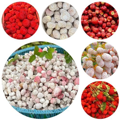 semillas de fresa silvestre interior jardín 300pcs
