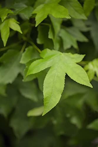 Liquidambar styraciflua 'Gumball' 125 cm Stammhöhe – Winterhart, Mehrjährig, Pflegeleicht – Amberbaum – Kugelbaum für Kübel & Garten