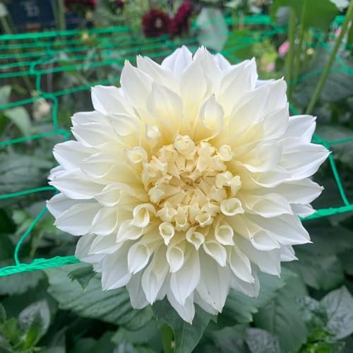 tuberi di dalia Coltivare giardino su un balcone primaverili vaso 4pcs