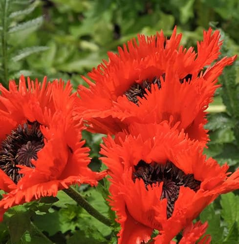 Türkischer Mohn Türkenlouis - Papaver orientale - lebende Gartenpflanze aus den Baumschulen