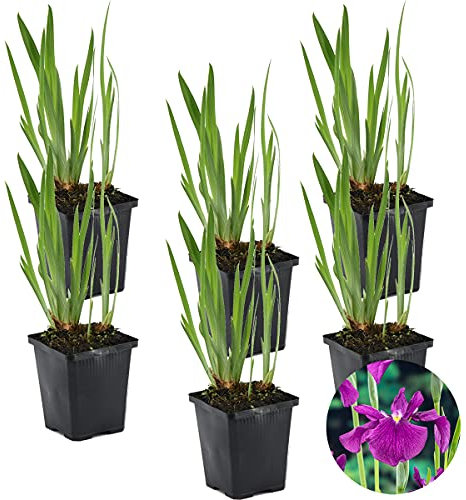 Bloomique - Set di 6 - Iris Kaempferi - Giaggiolo Giapponese - Viola - Pianta Acquatica - Pianta da Stagno - Resistente al Freddo - Alta 20-30 cm - Vaso 9 cm