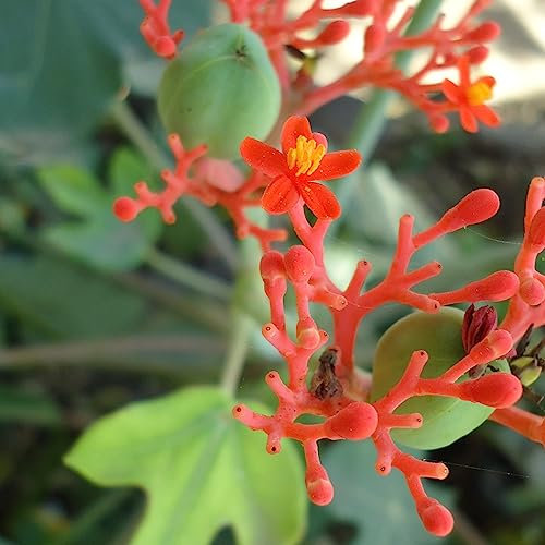 Buddha Belly Plant Jatropha podagrica Succulent Tropical Houseplant Seeds - 6 Seeds
