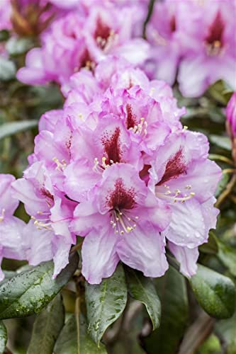 Rhododendron Hybr. 'Diadem' 30-40 cm - Rhododendron, rosa Blüten, Blütezeit Mai-Juni, ideal für halbschattige Standorte, immergrün, winterhart