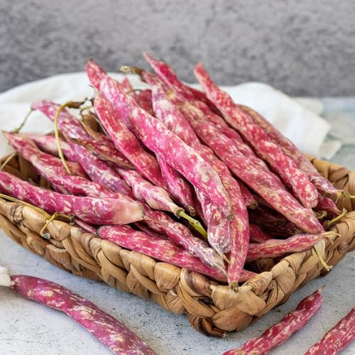 Climbing French Bean Vegetable Seeds – Borlotto Lamon Type – Red-Pink Striped Pods – Mid-Early, Heavy Cropping Italian Variety