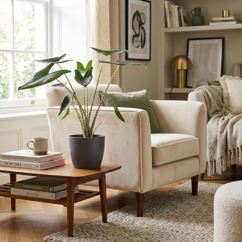 Green boutiQ - Plante d'intérieur - Oreille d'éléphant - Alocasia Zebrina - Vert - Entretien facile - 1 Plante - avec Potter Gris - Pot 21 cm - Hauteur 70-75 cm