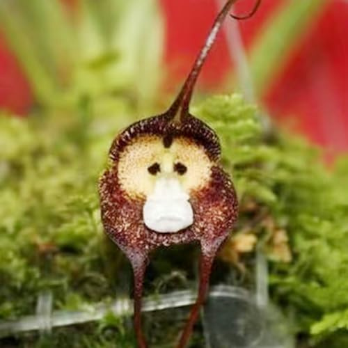 orchidea scimmia, Decorazioni autunnali per un giardino resistente orchidee semi di per balcone giardino, balcone ornamentali zone soleggiate 180semi