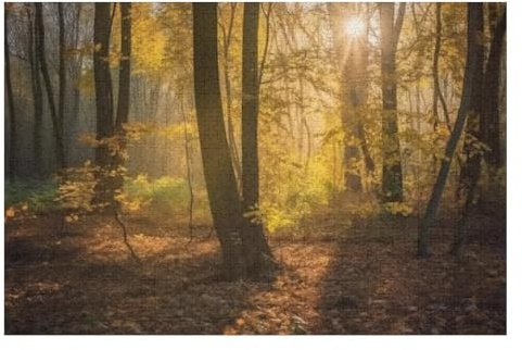Deciduous Leafy Trees in Forest with Golden Sunlight Atmosphere Puzzle for Adults 1000 Pieces Jigsaw Puzzle Sturdy Pieces Challenging Family Activity Gift Idea Gift for Women Men 29.5x19.7 Inch