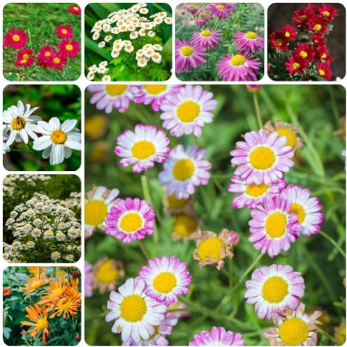 Semi di piretro, per luoghi soleggiati Piretro Cinerariifolium, semi di crisantemo giardino da esterno resistenti regali sostenibili rare 200pcs