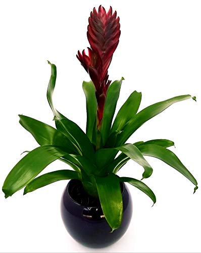 POWERS TO FLOWERS - VRIESEA NERA BLACK, IN VASO CERAMICA SFERICO NERO, pianta vera