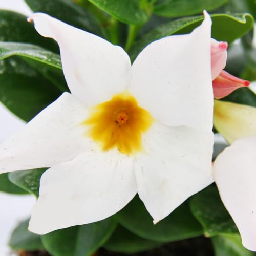 Dipladenia Chilenischer Jasmin 10cm Topf 1 Pflanze weiss