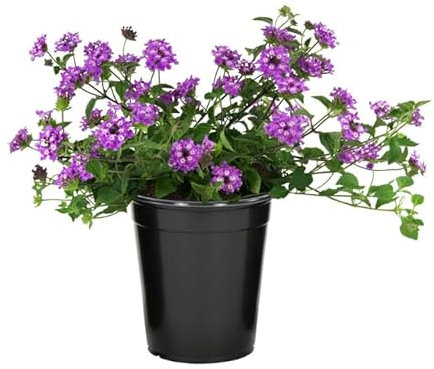 Lantana Montevidensis Natural la Planta Tapizante Ideal para Espacios al Aire Libre