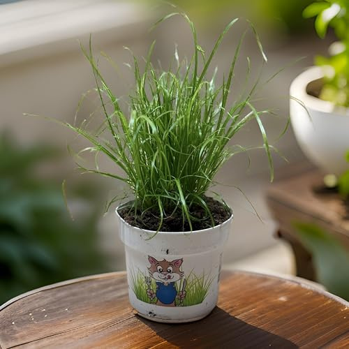 Zyperngras – Natürliches Katzengras im 12cm Topf | Cyperus alternifolius | Zimmerpflanze für Katzen | Ungiftig, robust & langlebig (4)