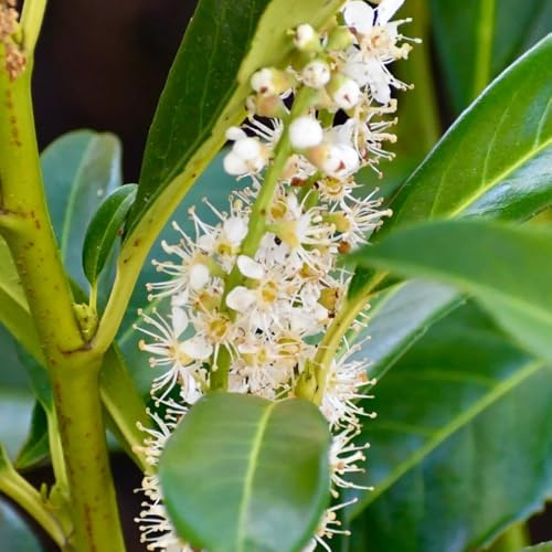 Semi di alloro ciliegio, da balcone resistenti Prunus laurocerasus, per esterno resistenti all'inverno semi esotici 10pcs