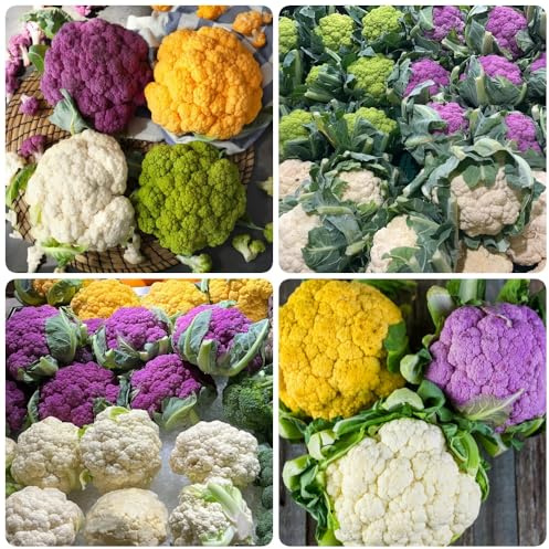 semi di cavolfiore, esotici semi di cavolfiore vecchi semi di invernali biologici 200pcs
