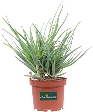 Pianta di Aloe Arborescens diverse grandezze biologica in vaso pianta vera di Aloe Ornamentale da interno o esterno venduta da eGarden.store (Età 3 anni)