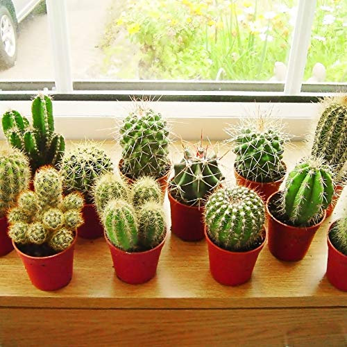 Mini Cactus Rare Gift House Office Indoor Plant Pot Mix Cacti Succulent