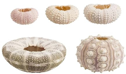 HBALDTEDC Coquilles de mer Coquilles de mer Mixtes, Coquillages for l'artisanat 5 pièces Coquillage Plante Bonsaï Coquillages méditerranéens Artisanat Décoration d'intérieur