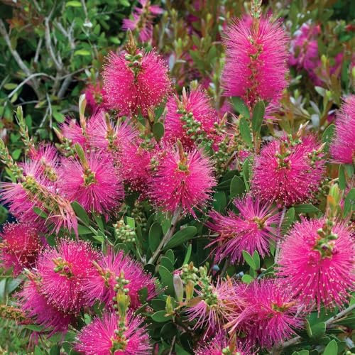 Callistemon viminalis Hot Pink - Bottlebrush - Plant in 2L Pot