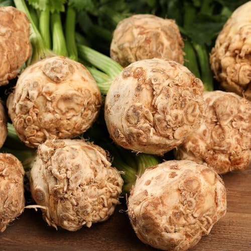 Semillas de apio nabo, orgánicas en balcón resistentes para el jardín 100pcs