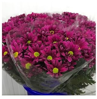 JARDIN202 - Margarita Crisantemo | Flor Natural | Crisantemo Bacardi | Ramo de 5 tallos | 70cm de alto | Fuchsia