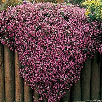 200 Pezzi raro AFA del Fiore del crisantemo Interior y exterior Popolare Margherita Fiori Bella Casa e Giardino Pentole 60: 4