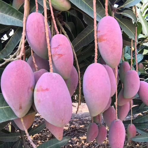 semillas de árbol mango - extremadamente resistentes purificadoras aire decorativas orgánicas 4pcs