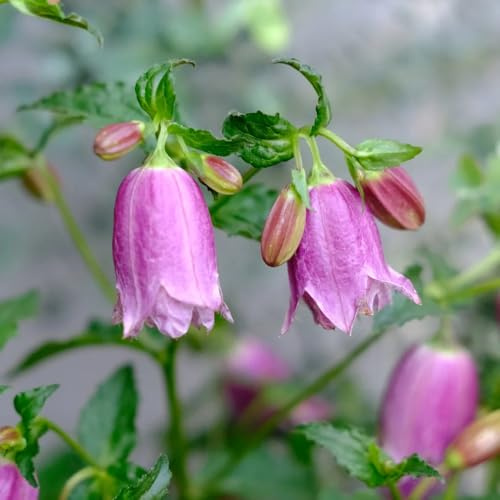 semi resistenti di campanula all'esterno campanula da giardino, resistenti per il giardino, ombra 25pcs