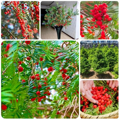 semi di siepe di tasso verdi, decorazioni da giardino per esterni tasso, taxus baccata, resistenti per il giardino, in crescita da interno 45pcs