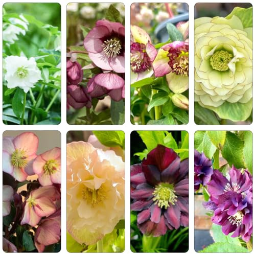 christrose blumendeko gartenblumen mehrjährig winterhart pflanztöpfe kräutersamen winterharte stauden dauerblüher dekopflanzen schnittblumen wildblumensamen gartendeko für draußen 200samen