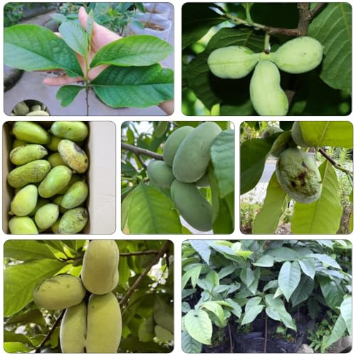 indianerbanane baumsamen balkonpflanzen winterhart winterharte kübelpflanzen hochbeete für garten exotische zimmerpflanzen obstpflanzen zwergobstbäume deko büro zimmerbonsai bonsai 3samen
