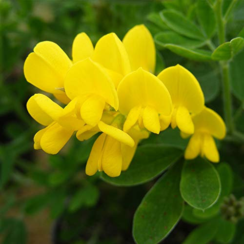 Thompson & Morgan Hardy Perennial Shrub Genista ‘Porlock’ Flowering Broom, Potted Garden Plants Ideal for Cottage Gardens, Patio and Containers (1 x 2 Litre Pot)
