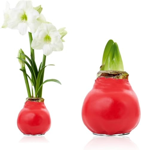 Amaryllis in Wachs Winterflüstern - 1 Wachsamaryllis Blumenzwiebel | Wax Amaryllis Zwiebel in Großformat 30/32, Exklusive Echte Pflanzen aus Holland, Hippeastrum (keine Samen, nicht künstlich)