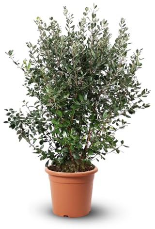 Attitude Jardin - Feijoa sellowiana - arbuste persistant - 110-120 cm - ⌀ 24 cm - plante d'extérieur