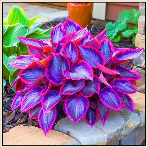 Hostas Plants Wedding Flowers,Garden Flowers-4Bulbs-f