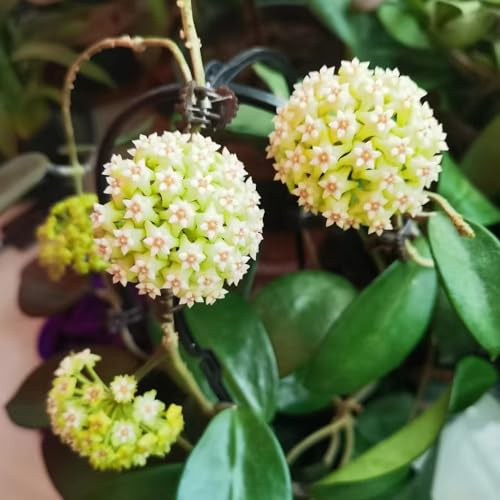 hoya schmetterlingsflieder blumendeko kräutergarten blumenbeet balkon blumensaat kräutersamen schnittblumen frühlingsblumen büropflanzen wildkräuter biosaatgut heilkräuter 450samen