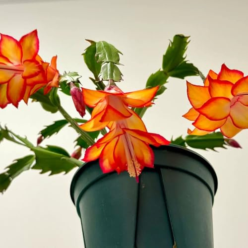 Cactus de Navidad suculentas de balcón Schlumbergera truncata inusuales Decoración sala estar lugares soleados, otoño, resistentes, 200semillas