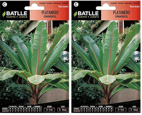 Semillas Batlle Platanero Ornamento-Musa ensete (Paquete de 2)