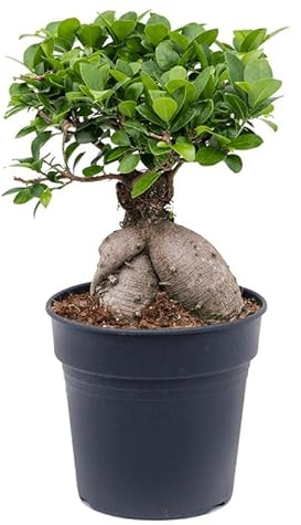 Ficus Retusa Bonsái Natural un Toque de Naturaleza en Miniatura para tu Hogar