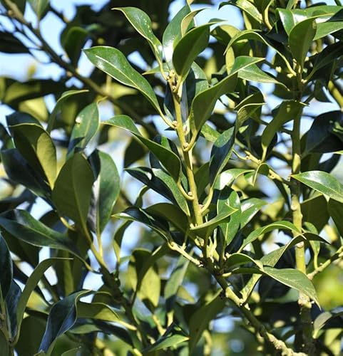 Garten Stechpalme Ilex 30-40cm - ilex aquifolium - lebende Gartenpflanze aus den Baumschulen