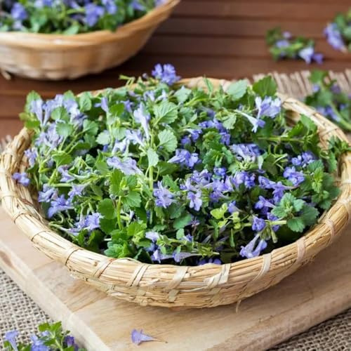 Semillas de hiedra terrestre - decoraciones de jardín para exteriores variedades antiguas semillas silvestres extraño balcón orgánico silvestres para lugares 350pcs