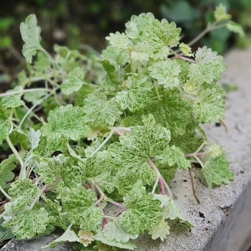 Semillas de hiedra terrestre - exótico resistentes para jardines de rocas semillas como recuerdo fiesta balcón jardín verano 200pcs