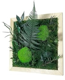 Gedankenwunder Manufaktur Dschungel Moosbild Farn Holz Quadrat Rahmen Pflanzen