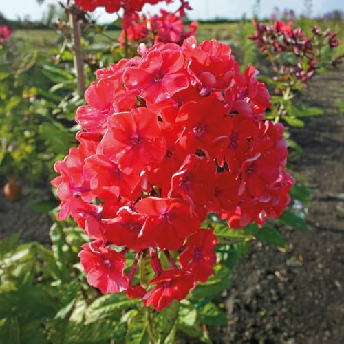 Bedwen Garden Phlox 'Orange Perfection' 2L Plant – Intense Salmon‑Orange Flowers for Warm Borders, Summer Colour & Pollinators