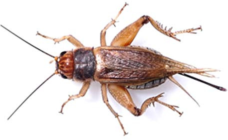 The Mealworm Company LIVEFOODS DIRECT Silent Crickets Medium - Prepack of 100-125 Size 4 13-18mm. NEXT DAY DELIVERY ORDER BEFORE 12 NOON. GREAT FOR REPTILES, BIRDS AND AMPHIBIANS.